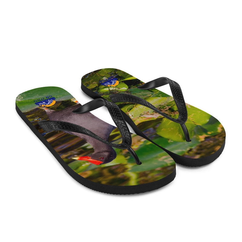 Common Moorhen Flip-Flops - Go Wild Photography [description]  [price]