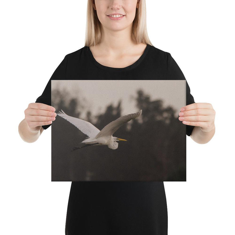 Cattle Egret - Go Wild Photography [description]  [price]
