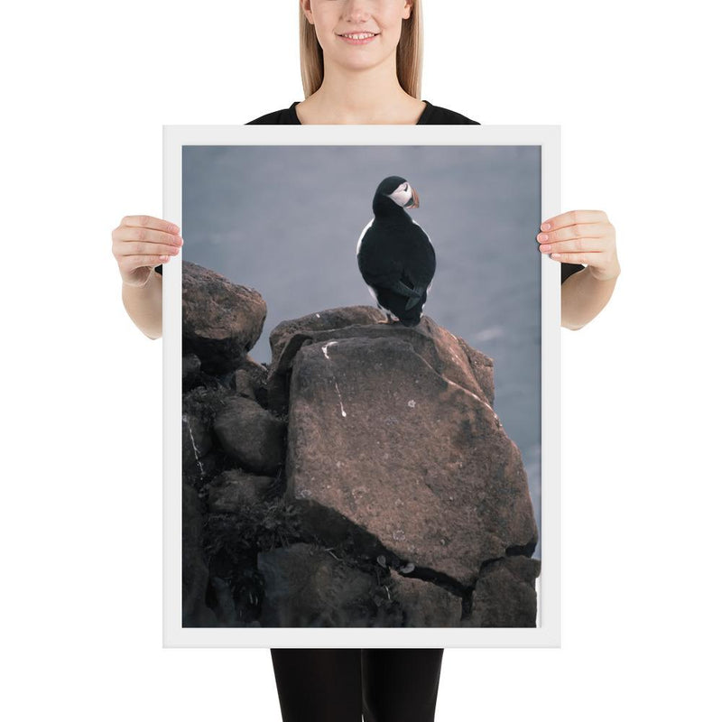 Lone Puffin - Go Wild Photography [description]  [price]