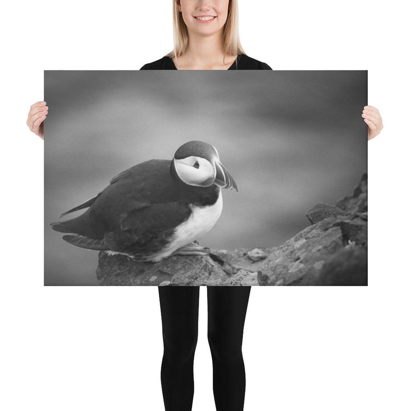 Atlantic Puffin Black and White - Go Wild Photography [description]  [price]