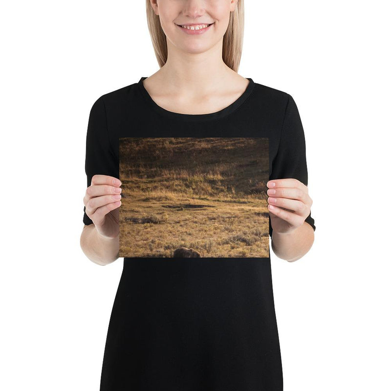Grizzly - Go Wild Photography [description]  [price]