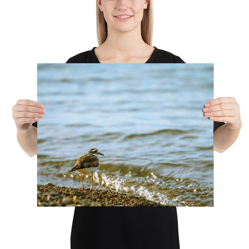 Sand Piper - Go Wild Photography [description]  [price]