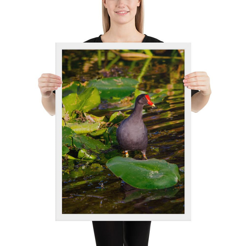 Common Moorhen - Go Wild Photography [description]  [price]