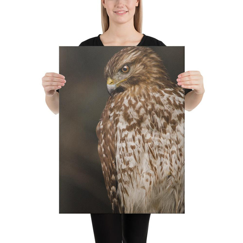 Red Shouldered Hawk - Go Wild Photography [description]  [price]