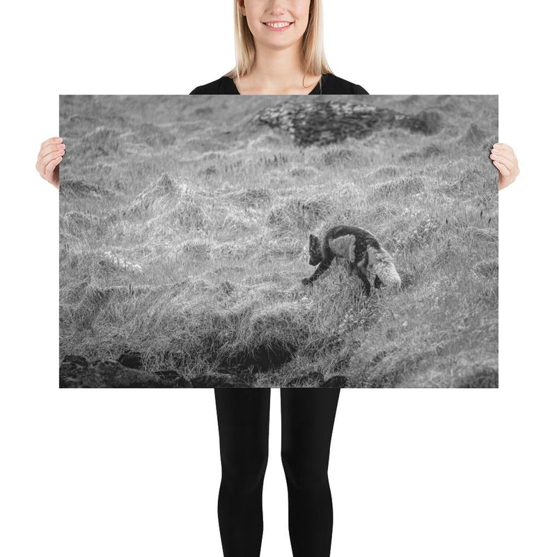 Black and Arctic Fox - Go Wild Photography [description]  [price]
